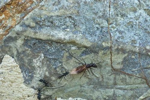Flying ant with worker ants