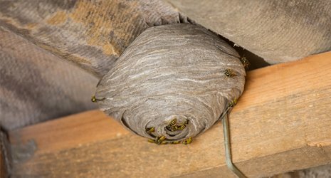 Wasp Nest in Loft