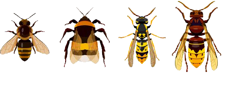 Different Types of Wasps/Bees